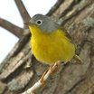 Nashville Warbler